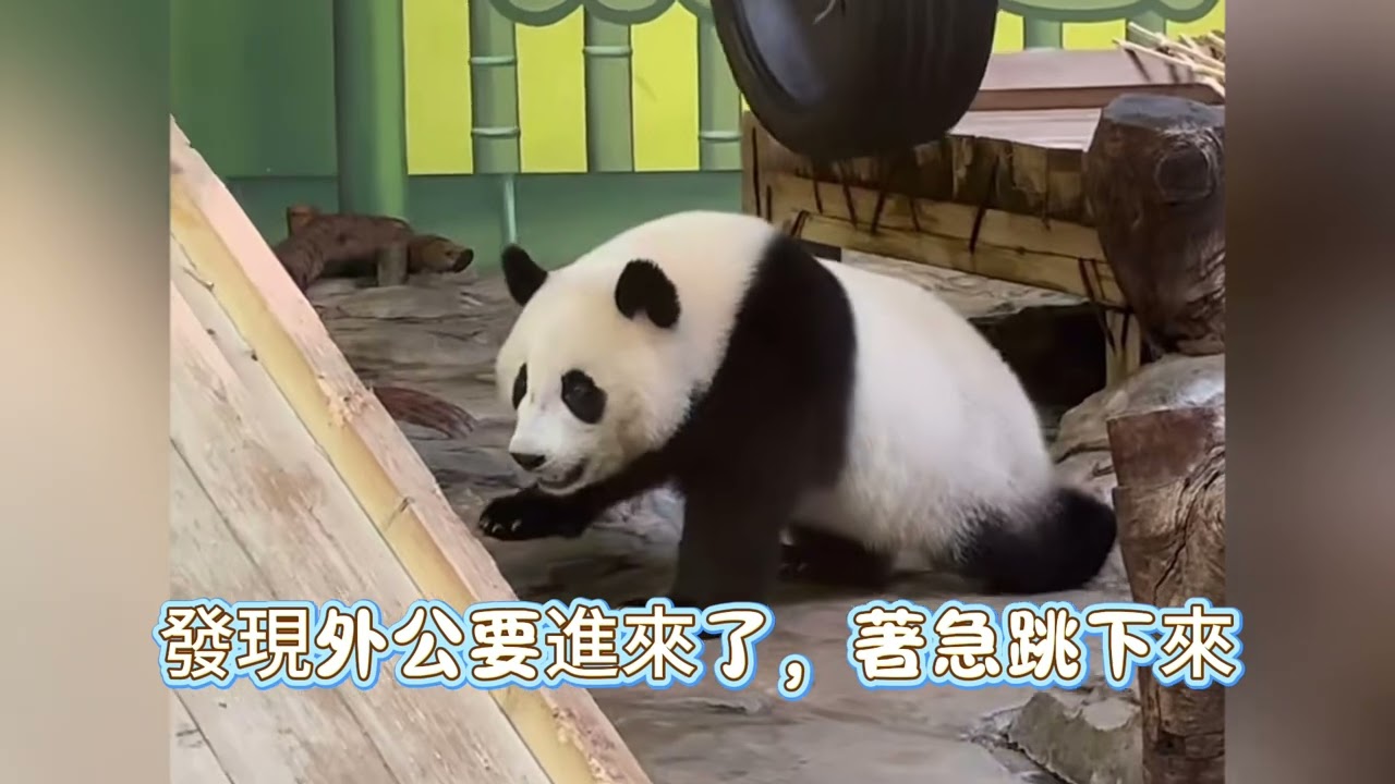 妹珠1歲，大良外公3歲，大良陪妹珠玩，拿妹珠的胡蘿蔔走，妹珠竟然不護食