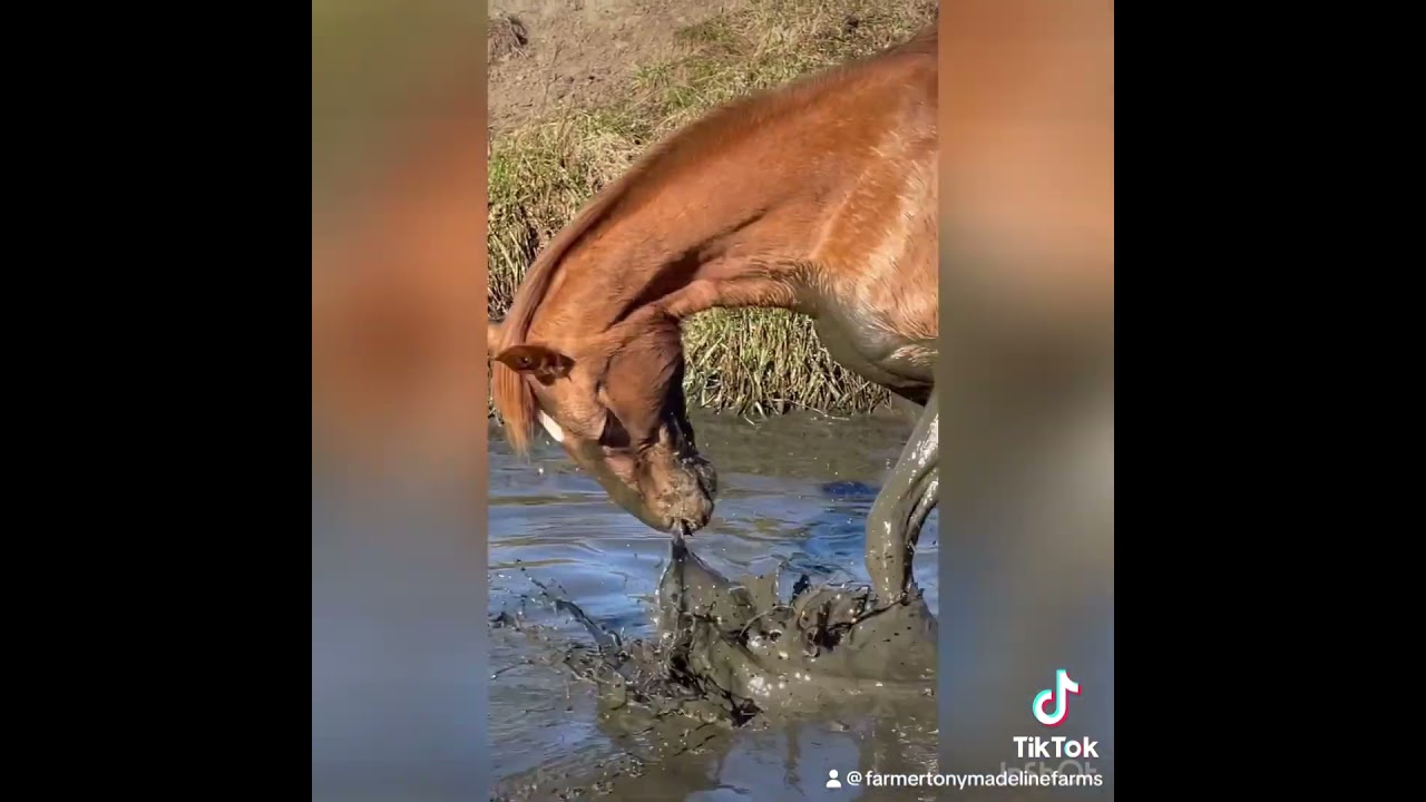 #madelinefarms #loveluray #pagevalley #VisitVA #luray #LoveVA #vacationrentals #farmlife #farmstay