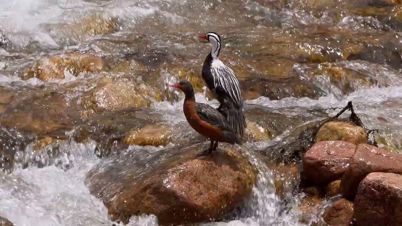 Pato del torrente en Mendoza | Familia de Merganetta armata en su hábitat de montaña