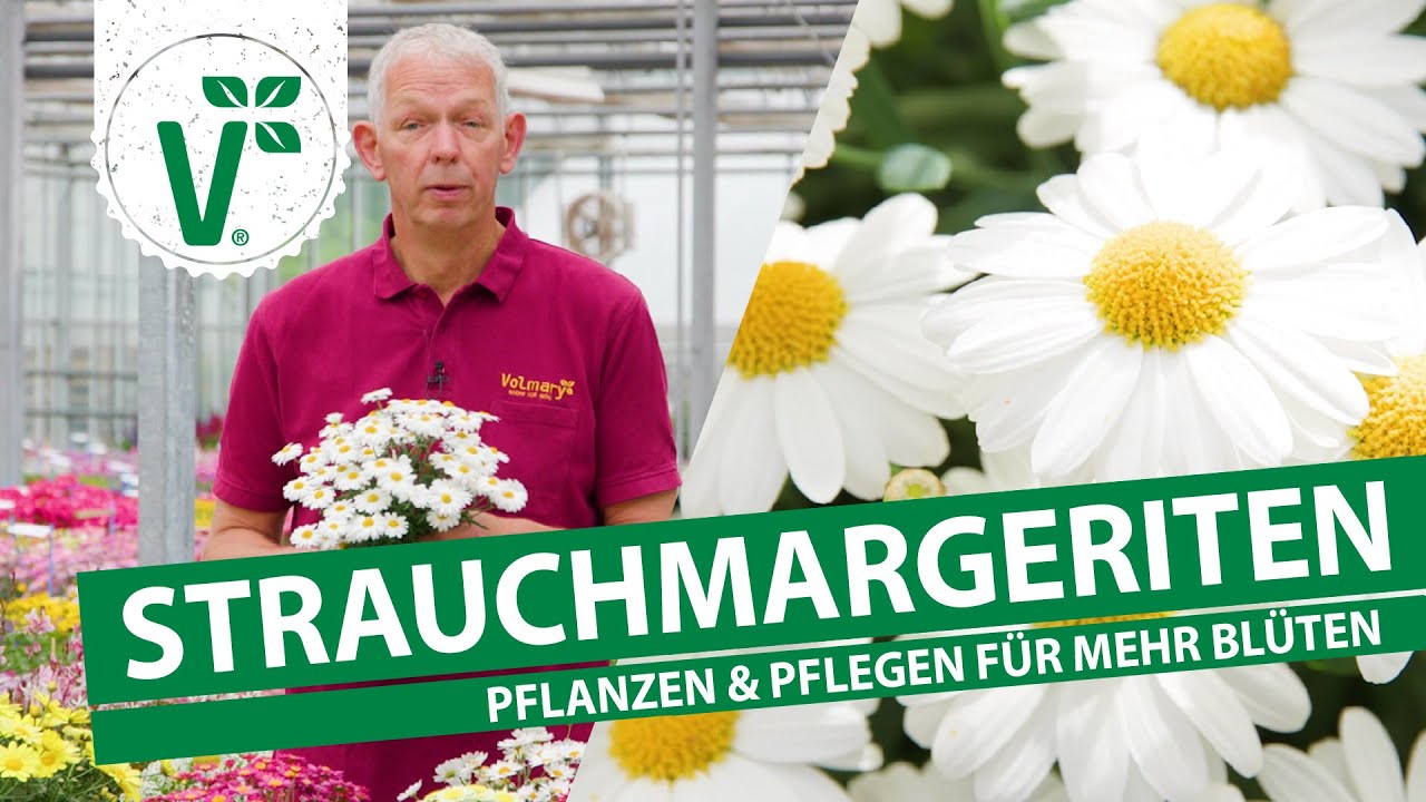 Strauchmargeriten pflanzen und pflegen