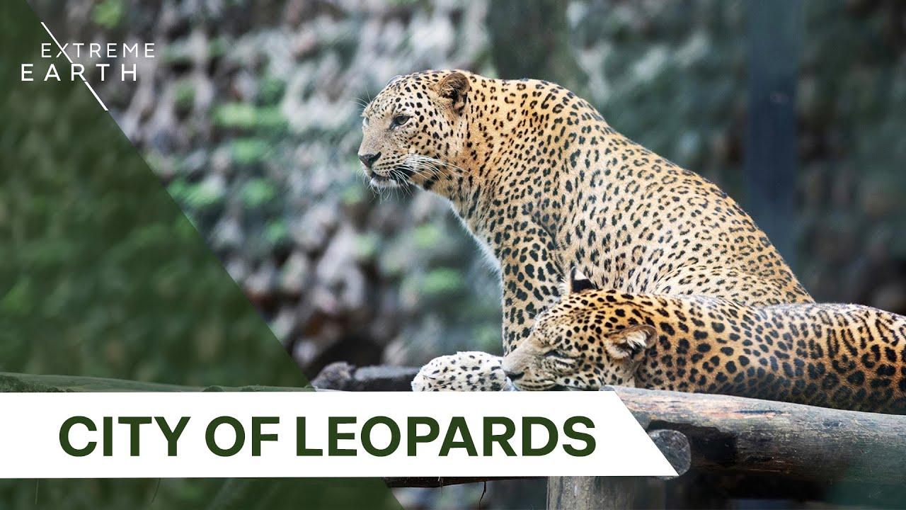 Leopards of Mumbai: Survival in the World’s Largest Urban Jungle | Biggest & Baddest