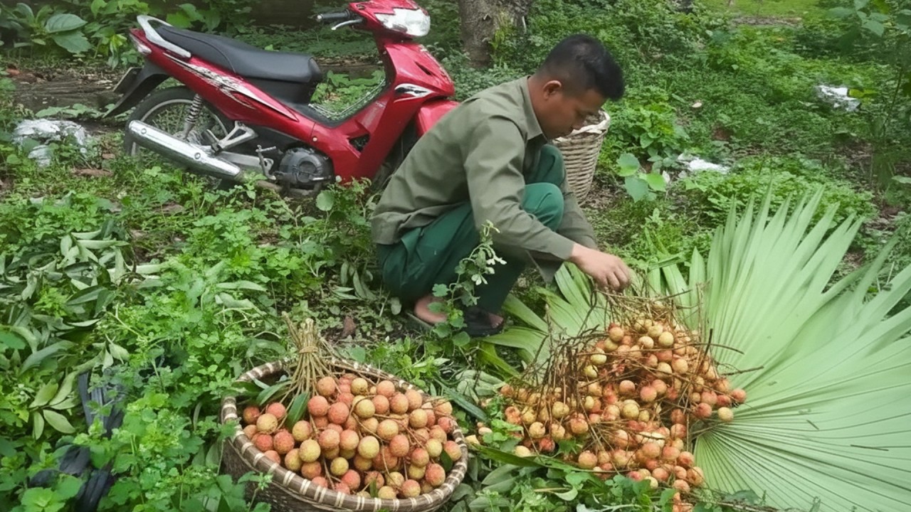 Rural Farm Routine Gardening Raising Livestock and Harvesting Lychees for Sale