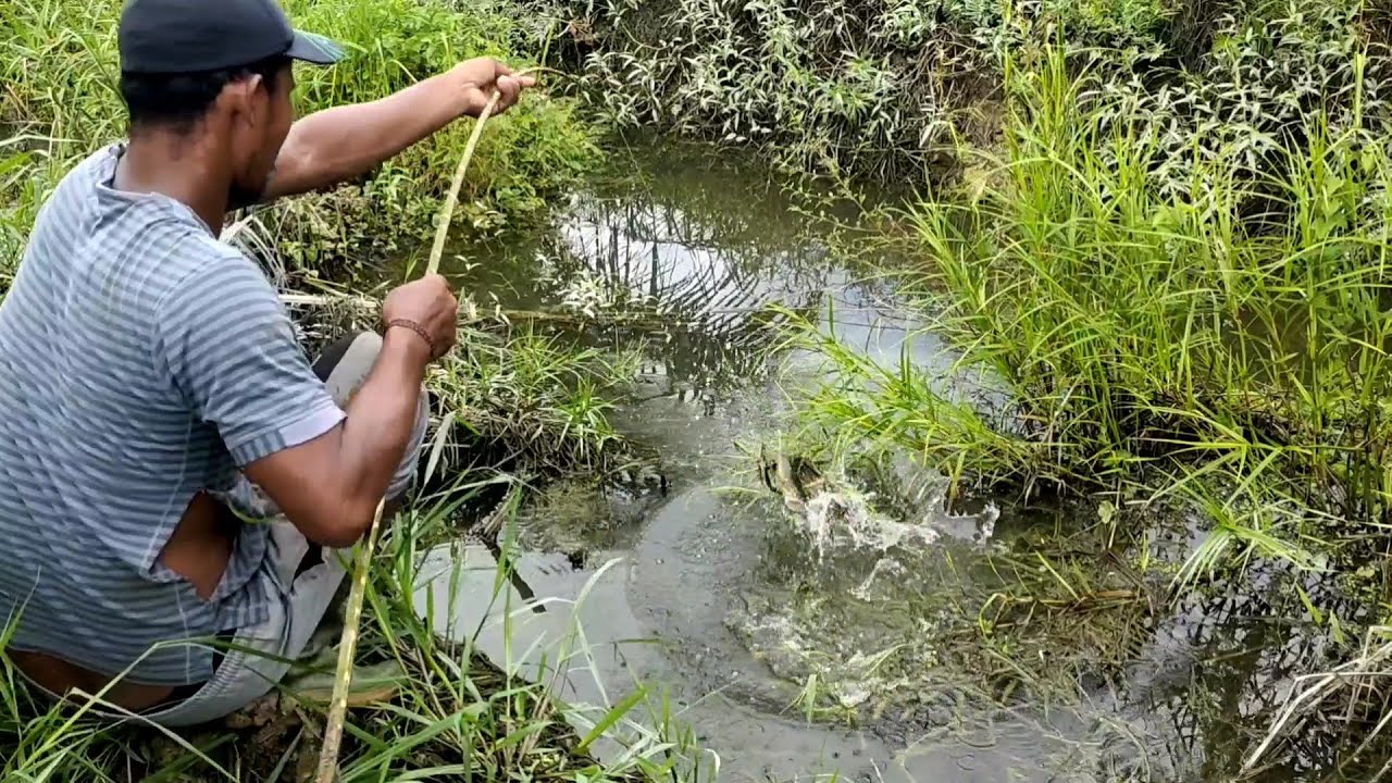 DARI ANAK CUCUNYA GABUS KELUAR SEMUA!! SETELAH DI GUYUR HUJAN  DERAS BANYAK PREDATOR KELAPARAN