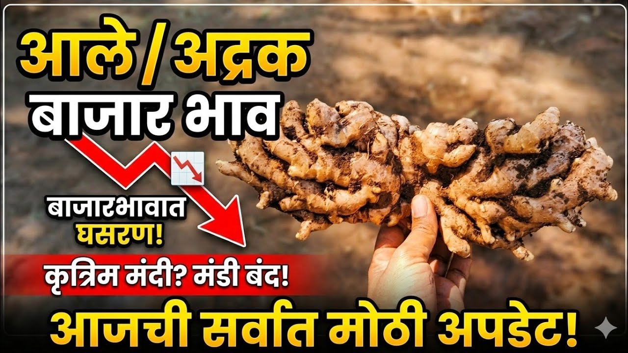 आले बाजार भाव. कृत्रिम मंदी आणण्याचा प्रयत्न. युद्धाचा नाव थांबणार.