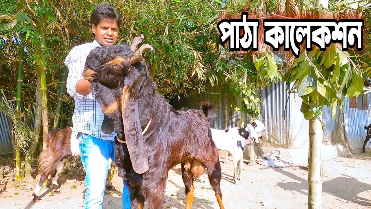 হান্নান ভাই এর তোতাপুরী পাঠা । হরিয়ানা পাঠা। শিরহী পাঠা।বিটল পাঠা ।বারবারী পাঠা কালেকশন দেখুন ।