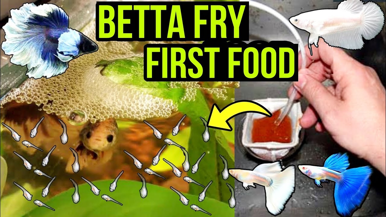 FIRST FOOD FOR BETTA FRY GROWTH | BETTA FISH BREEDING | GUPPY FISH BREEDING |  BRINE SHRIMP HATCHERY