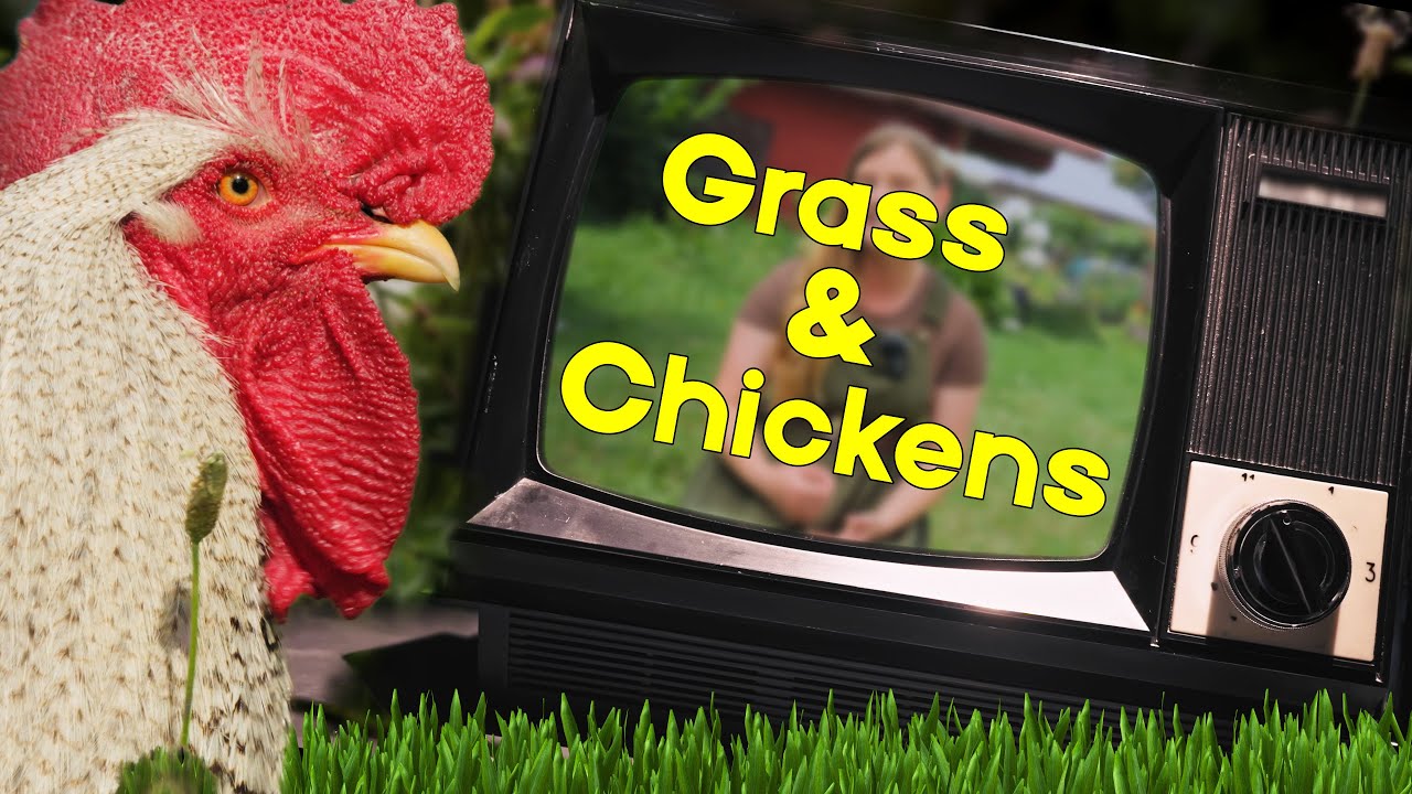 Do Chickens Eat Grass? The Ultimate Pasture Guide for Backyard Flocks