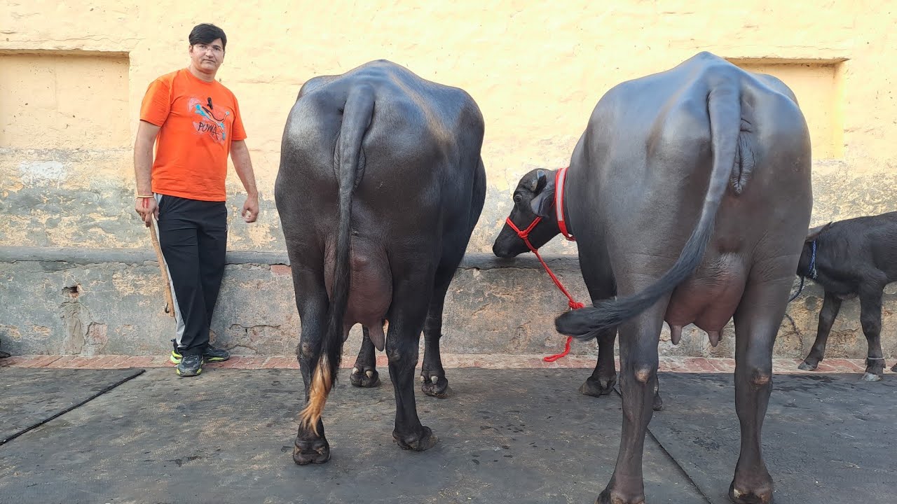 4×4 अडर की 2 झोटी क्वालिटी किग [Randeep Malik dairy farm Jind]