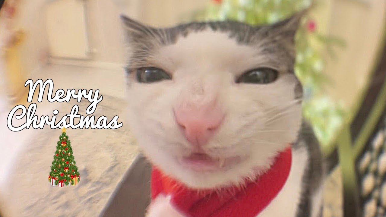 Crunchycat - Merry CRUNCHmas