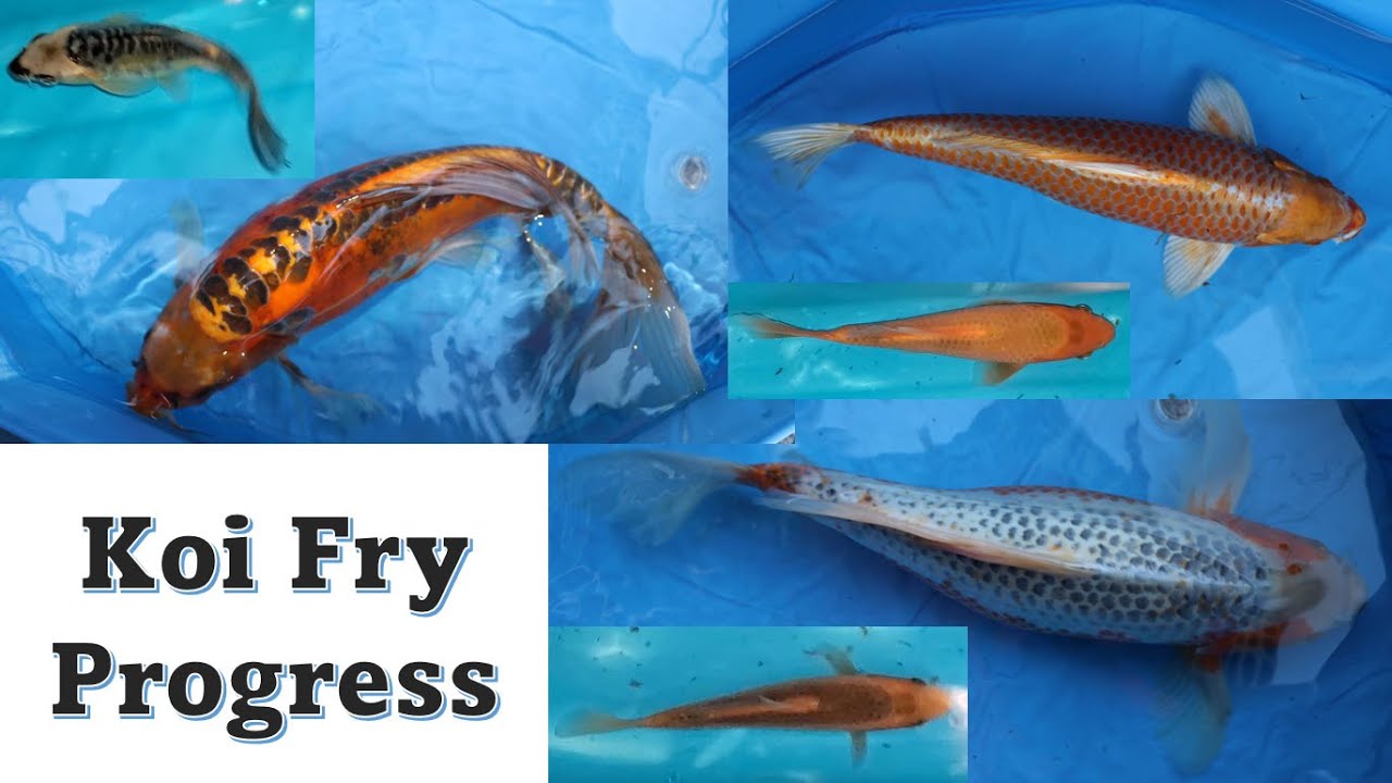 Koi Fry Progression