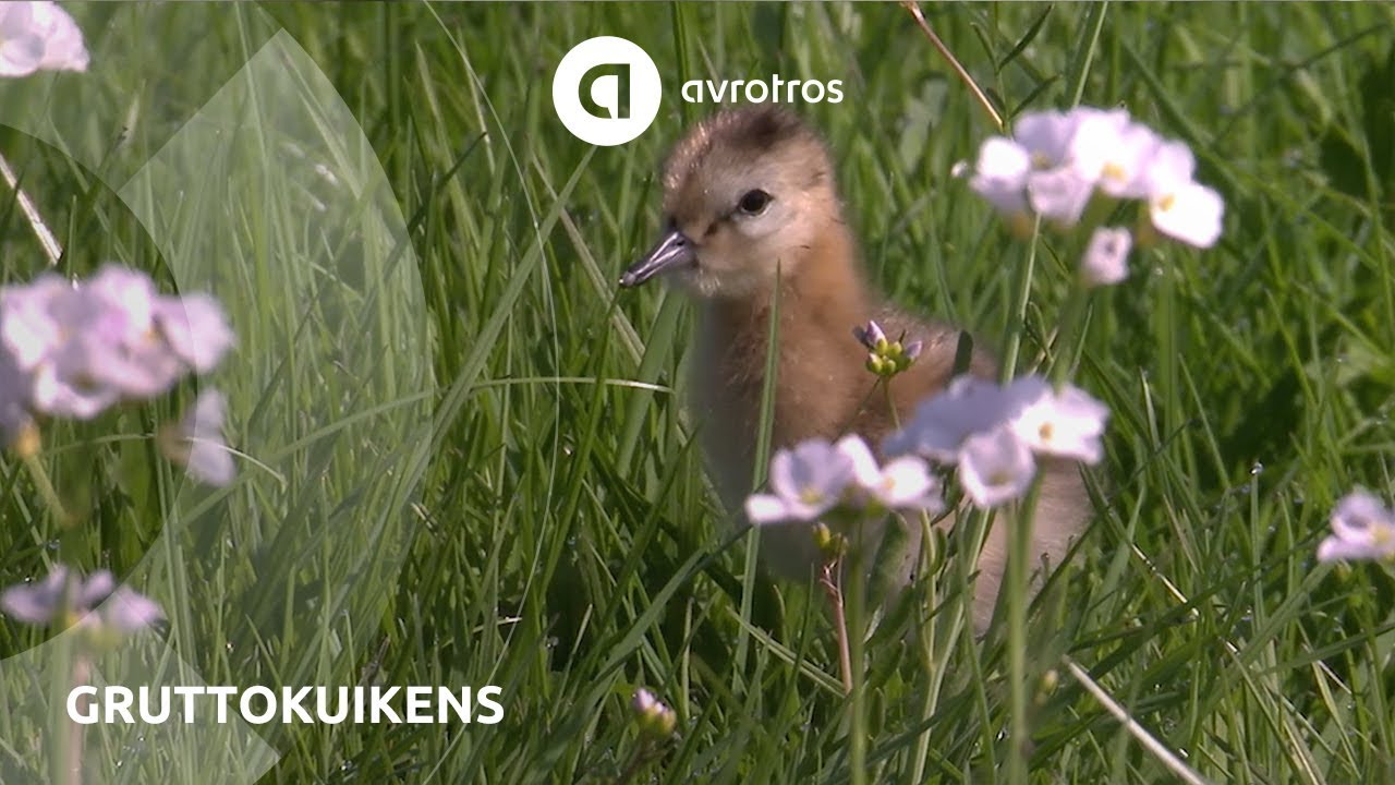 Wild in Nederland: gruttokuikens