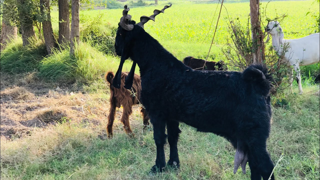 Dera Din Panah Goats | Best Quality Goats| 5 Litre Milking Capacity| DDP Goats