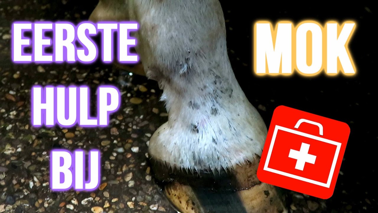Eerste hulp bij: Mok! | felinehoi