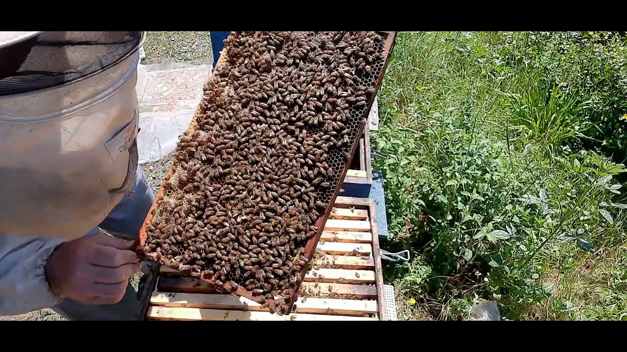 Destek koloni yöntemi ile kat atma. çok güçlü arı hazırlıyoruz #bee #beekeeper #honey #arıcılık #bal