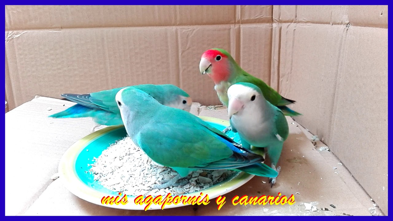 MIS AGAPORNIS PICANDO (COMIENDO) LAS CONCHUELAS