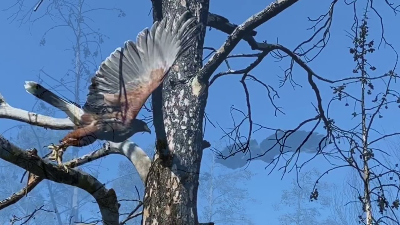 Ήρα my Female Harris Hawk In some Slow Motion Moments!!