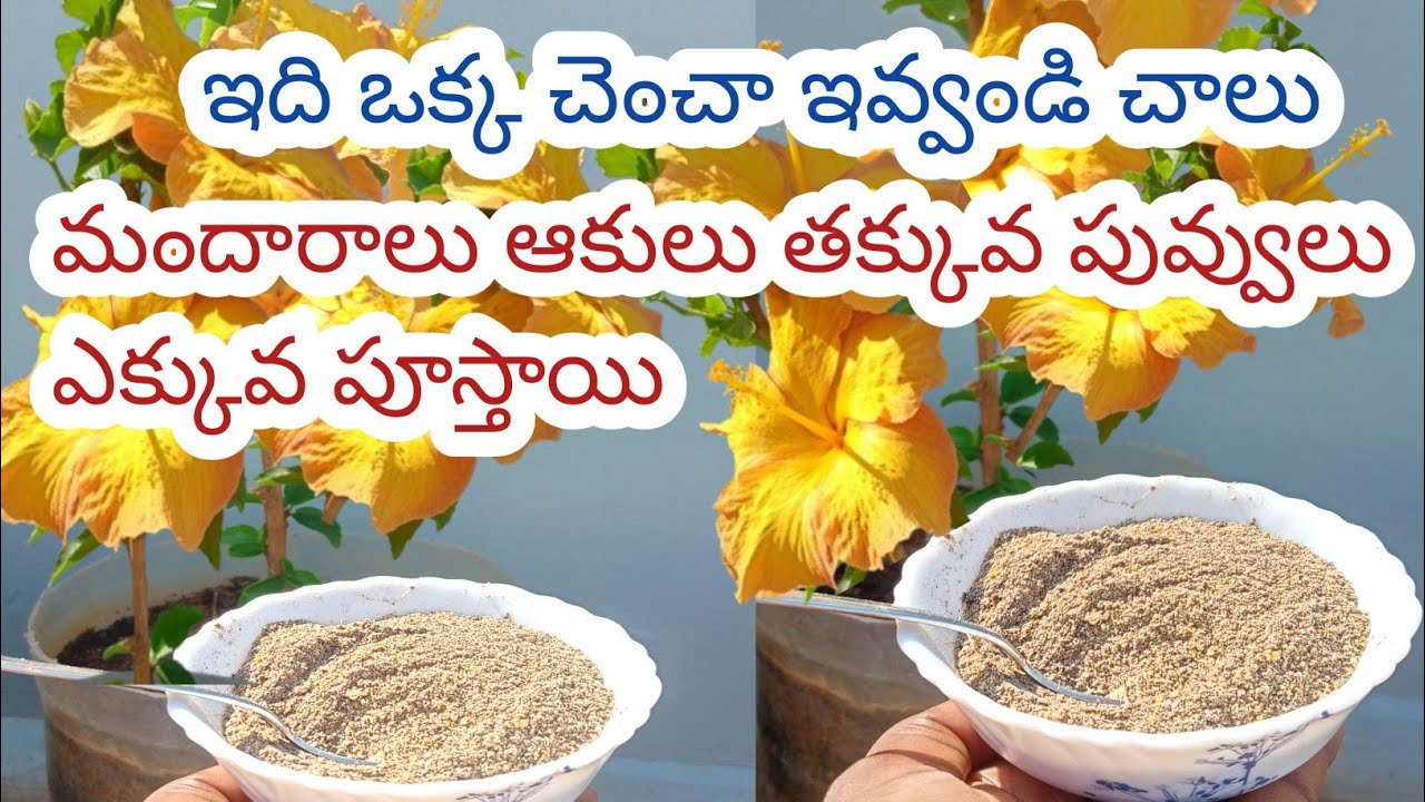 చిన్న చెట్టుకి ఎక్కువ పూలు పూయాలి అంటే ఈ fertilizer ఇవ్వండి/organic fertilizer #fertilizer #organic