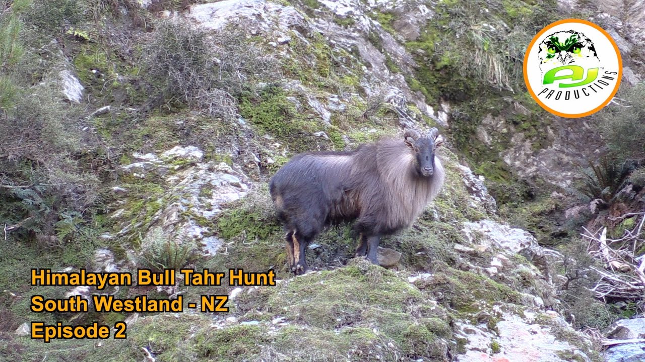 Himalayan Bull Tahr Hunt South Westland - New Zealand (EP 2)