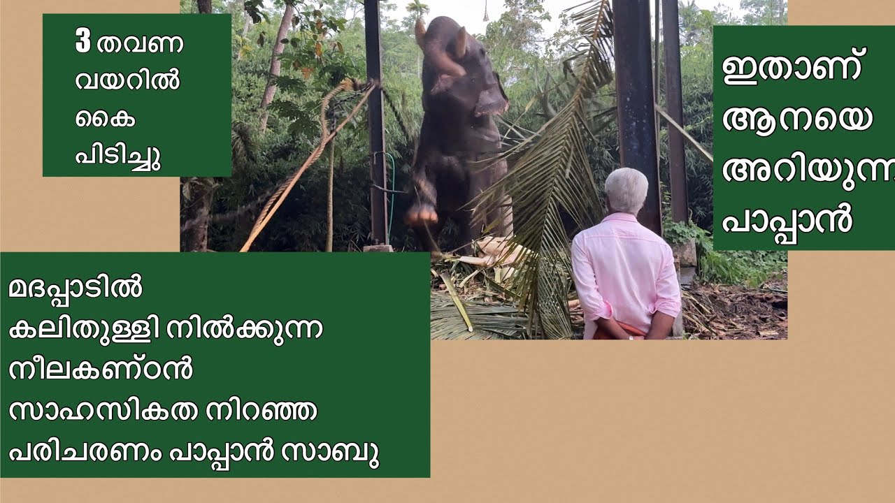 തിരുനീലകണ്ഠൻ പരിചരണം സാഹതികത നിറഞ്ഞത് പാപ്പാൻസാബു@VMPRADEEP#elephant