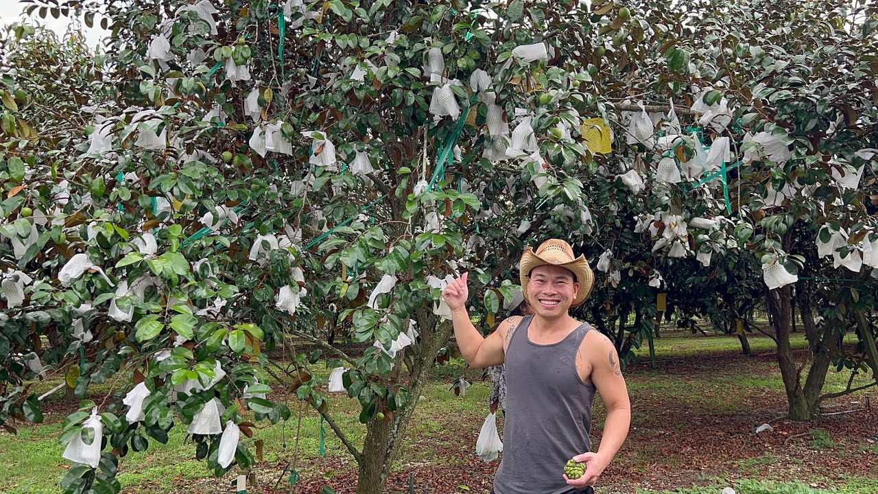 Ở FLORIDA Cũng Có Tuyết Trắng 😂Cây Vú Sữa Không Mủ | LuuLinh TV