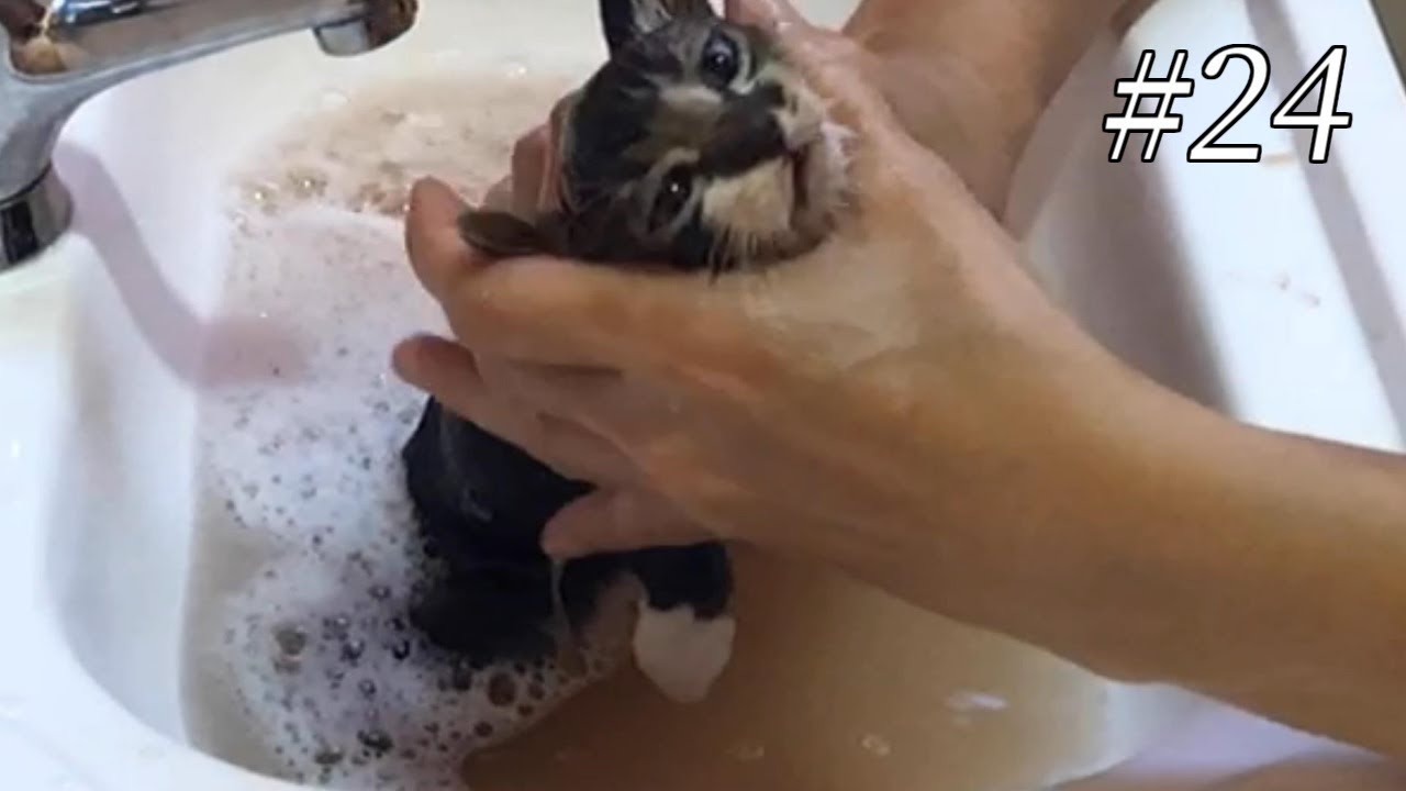 【閲覧注意】ノミだらけの子猫のお風呂。外猫の過酷な汚れでお湯も茶色に・・・First bath for  kitten.Yamato the cat.-#24