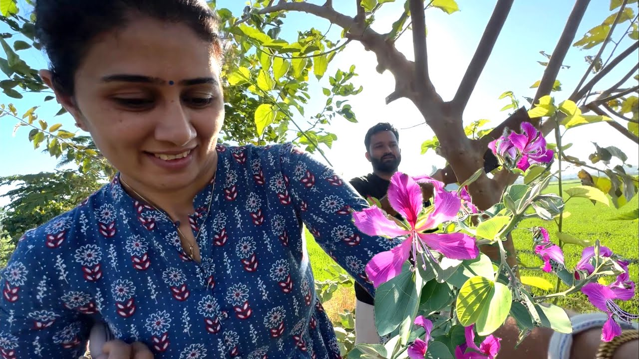 bhagwan Ram se juda ak tree hai hamare van me  #kachnar 