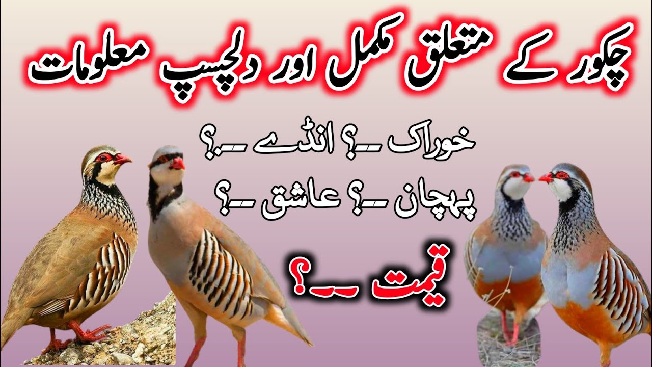 complete information about chakor bird | hidden and interesting facts about chakor bird #chakori