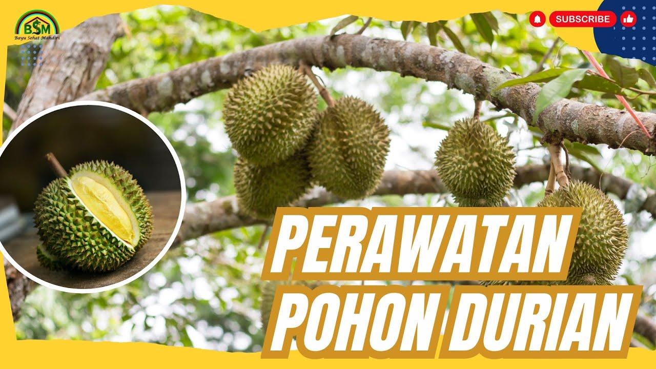 PERAWATAN POHON DURIAN AKAN BERBUAH MANIS