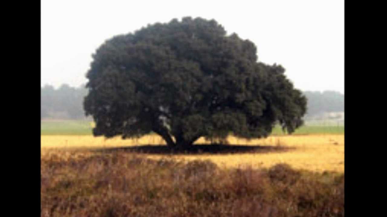 Las encinas (Antonio Machado).wmv