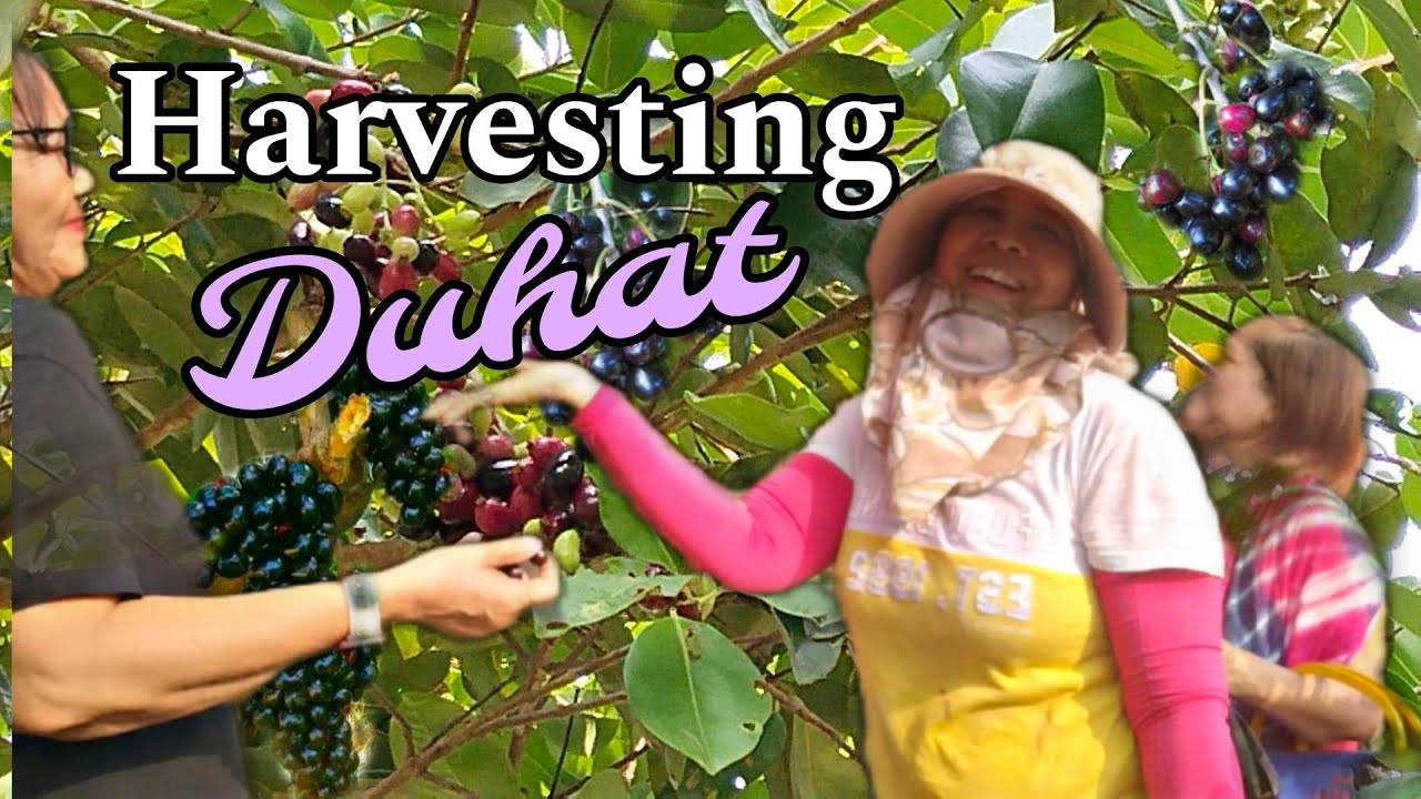 Harvesting Duhat...#Greenhaven