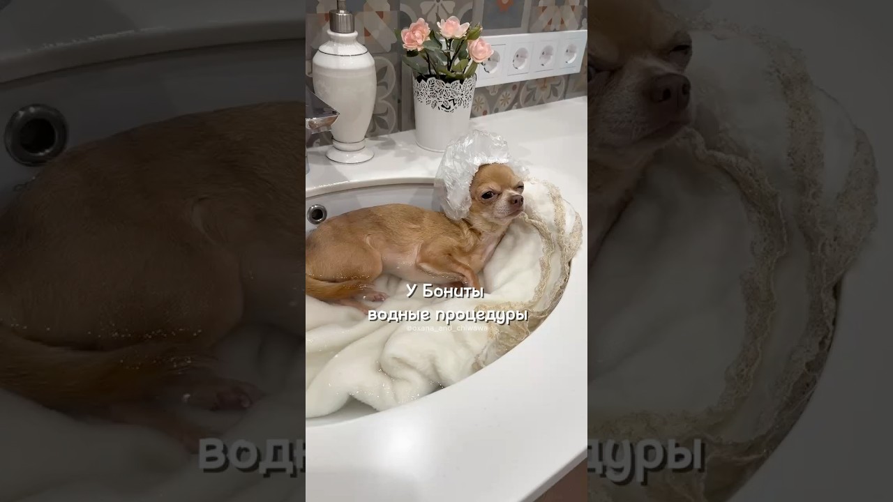 Сегодня у нашей коронованной особы Бониты настоящий SPA-день!