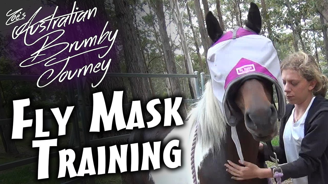 How To: Horse Fly Mask Training 🐴Australian Horse Training