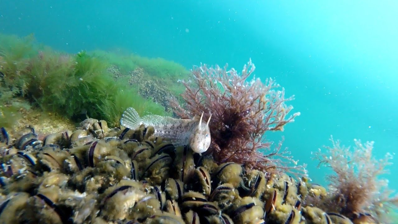 Peștii din Marea Neagra Fauna si Flora ,  pisica de mare, calcani, stavrizi,