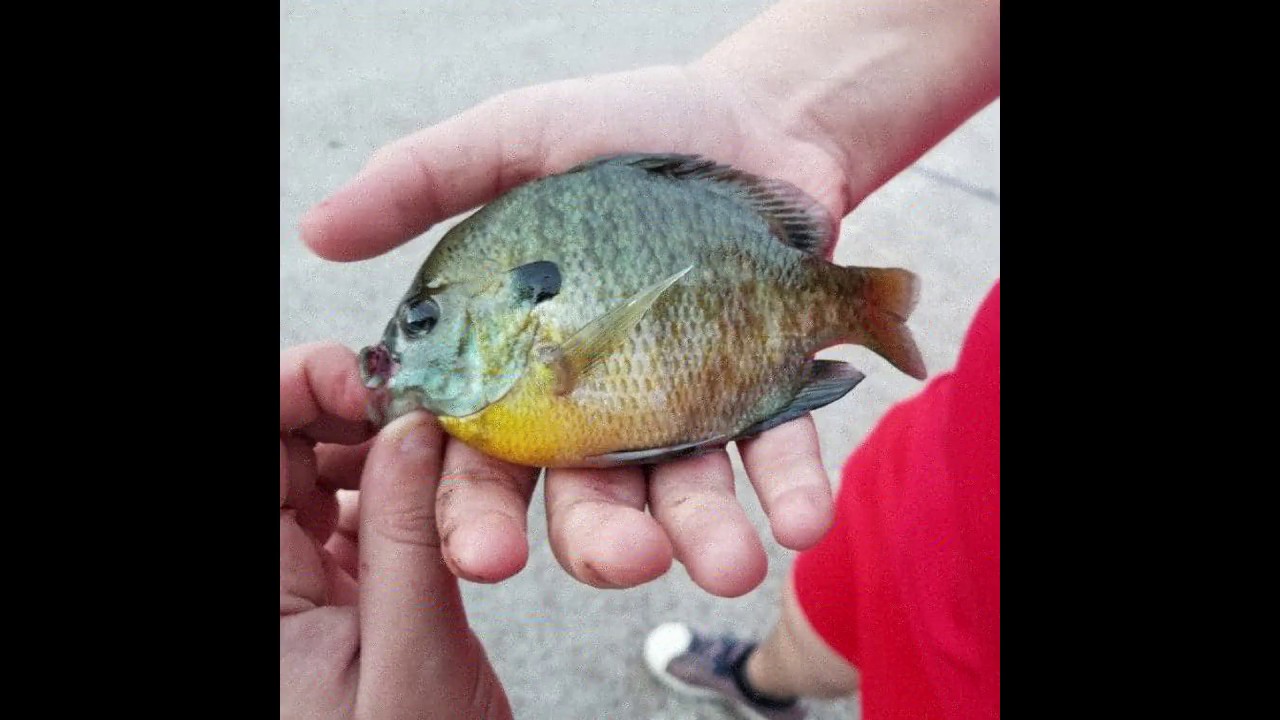 My first ever Bluegill     [WOO! Tungsten]