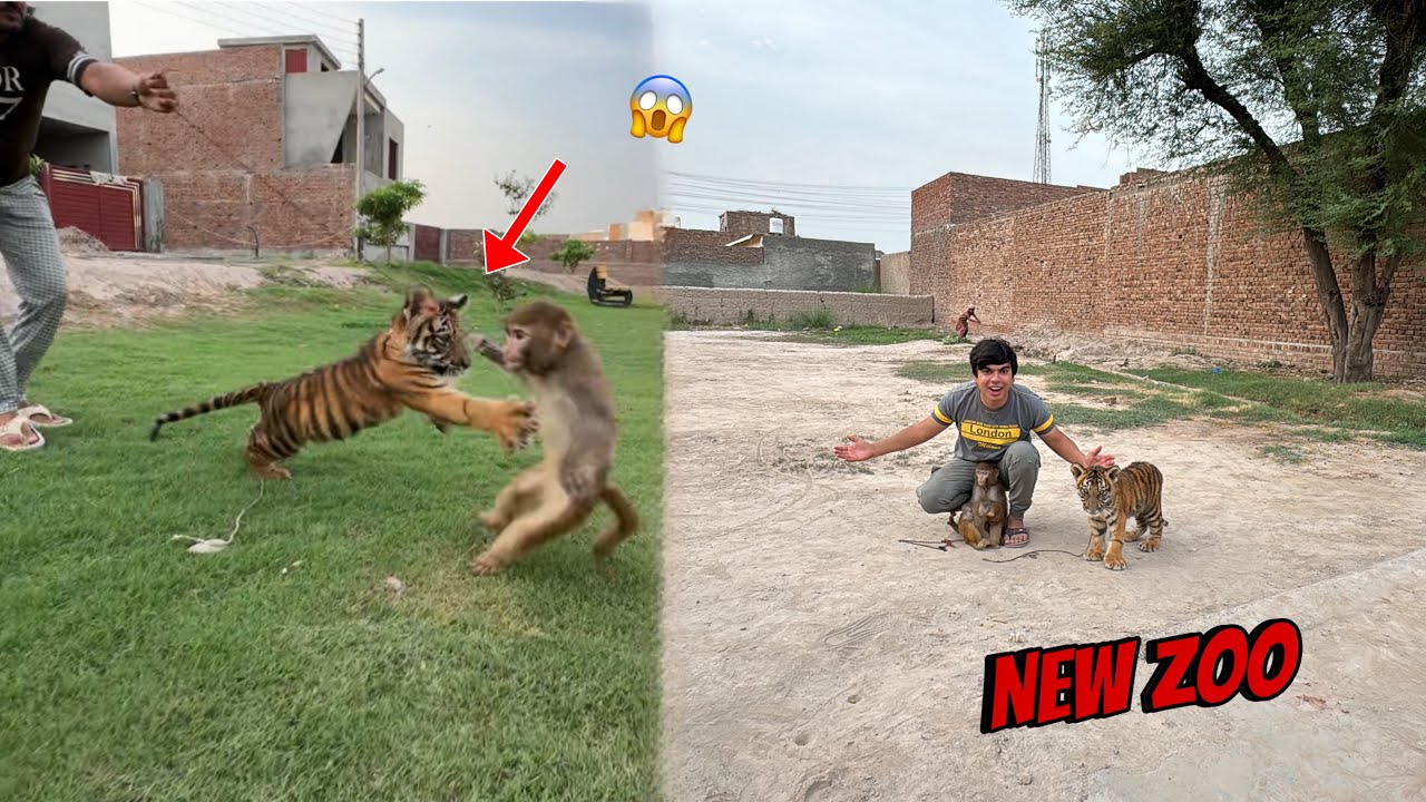 Tiger Ny Jimmy Pr Attack Kr Dea 😱 New Zoo Bnwa Rha Ha ❤️