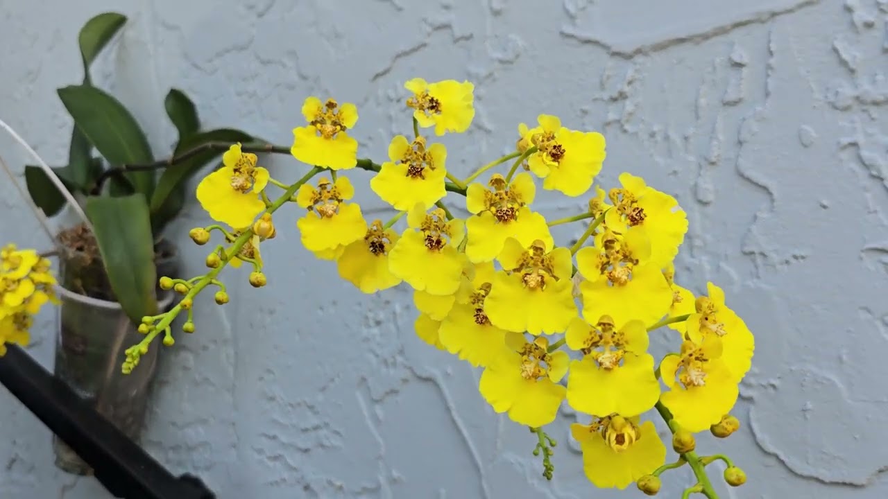 Orquidea Omcidium en floracion.