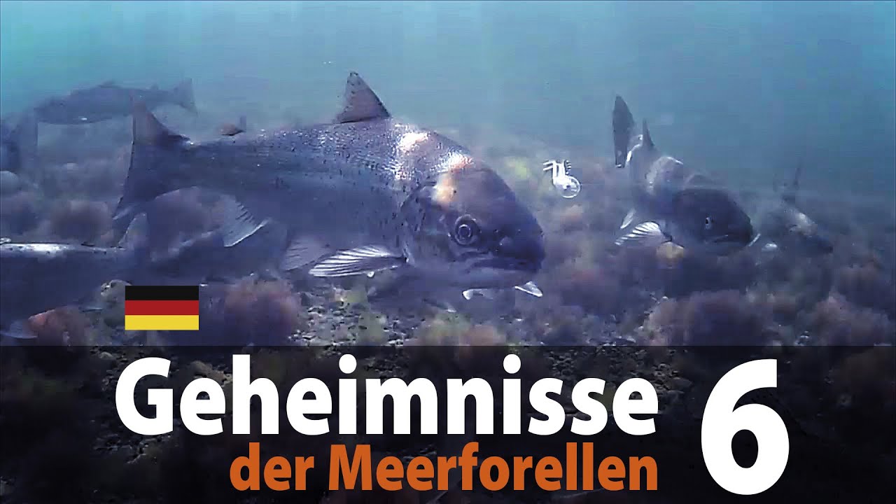 Geheimnisse der Meerforellen 6 - Fliegenfischen