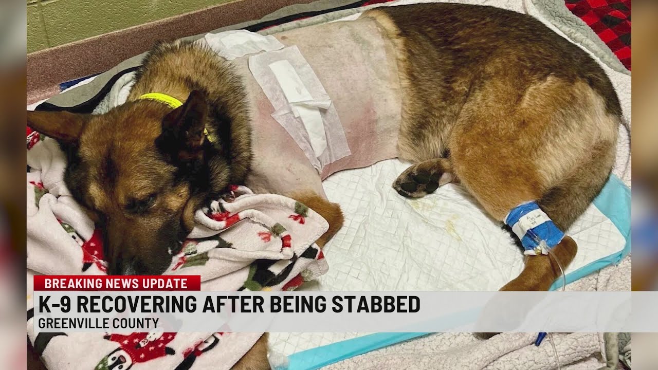 K-9 Mickey recovering from stabbing in Greenville Co.