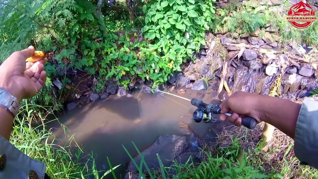 Dapet anakan ikan gabus