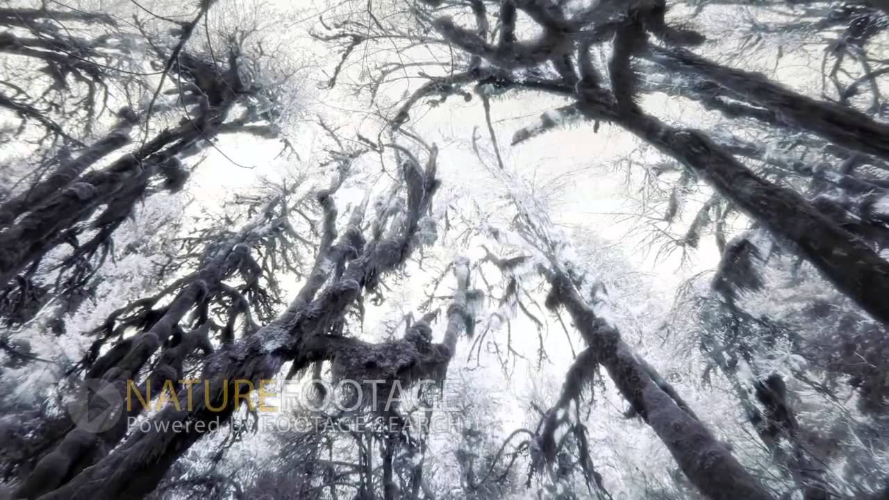 Scary Forest For Halloween 4K Footage