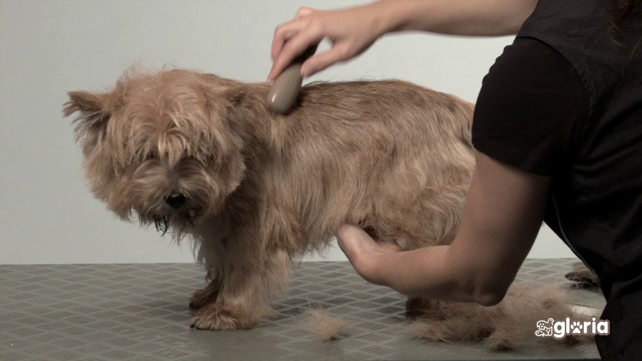 Comment enleer. Les noeuds sans faire mal au chien ou au chat