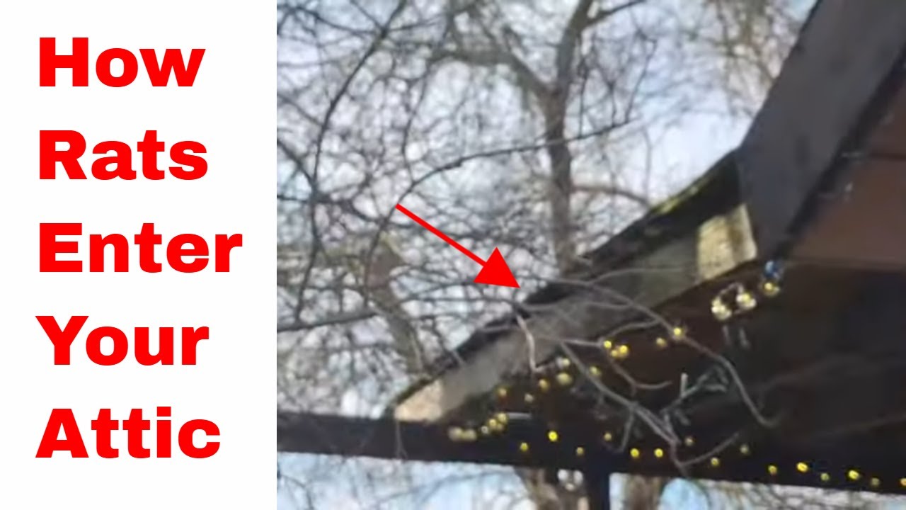 Rodent Control Roseville - How Rats Get On The Roof