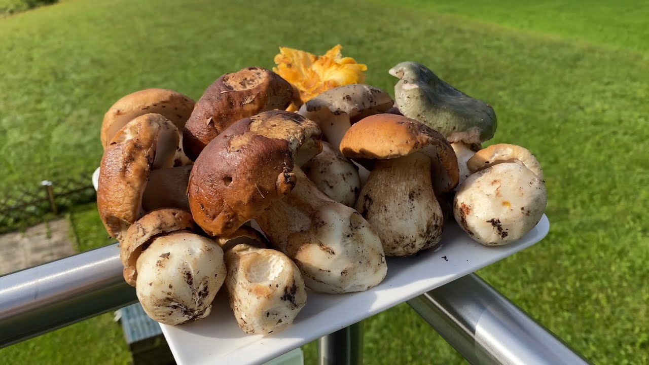 Buscando Boletus Edulis en Austria en agosto del 2023