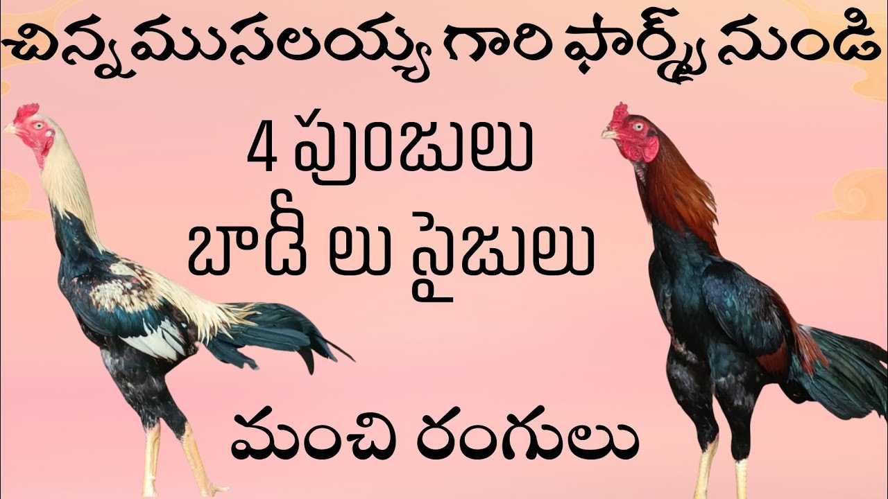 పెద్ద సైజు కోళ్లు గట్టి బాడీలు 77807 22788