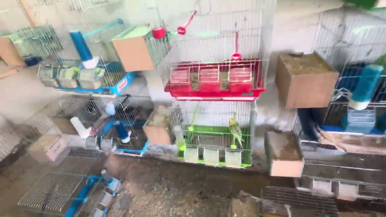موت الفراخ والسبب🤔🐦‍⬛🪺🦜🐣