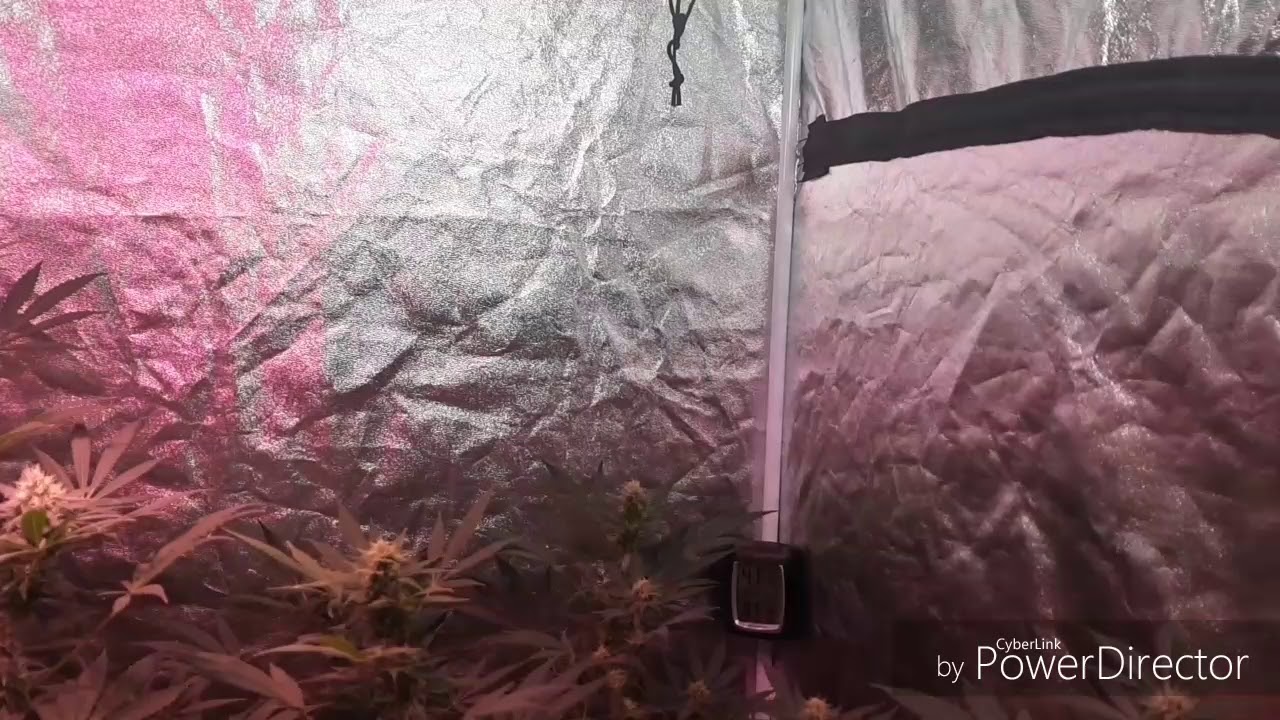 The result from topping Going into flower 😫😒😖😬