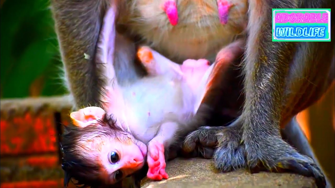 Adorable Moments Of Baby Monkey Video Compilation 2026
