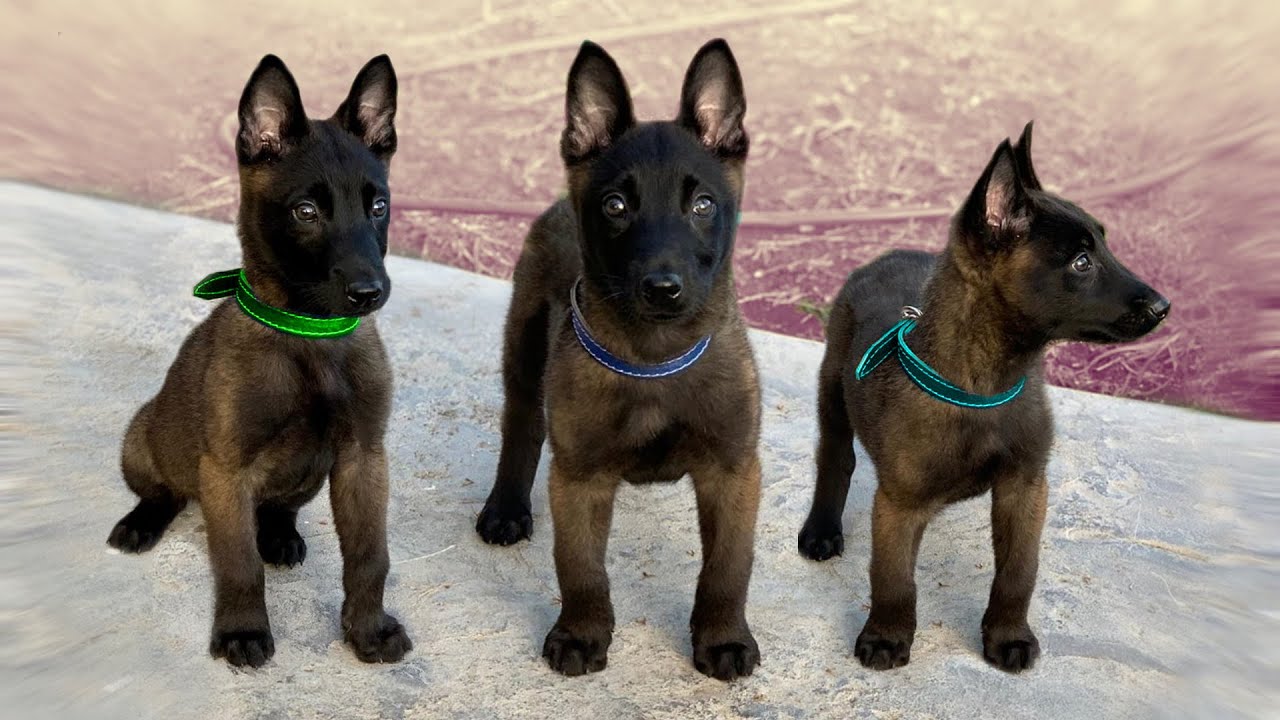 These Are 10 Best Miniature Dog Breeds