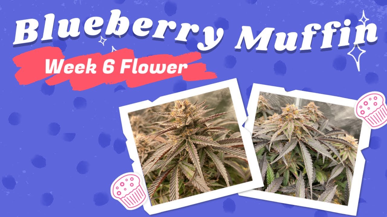 Blueberry Muffin by HSC, Week 6 Flower!
