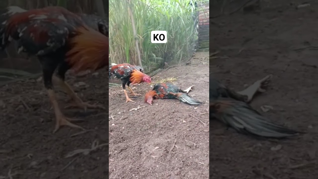 satu kali pukulan langsung KO#ayam